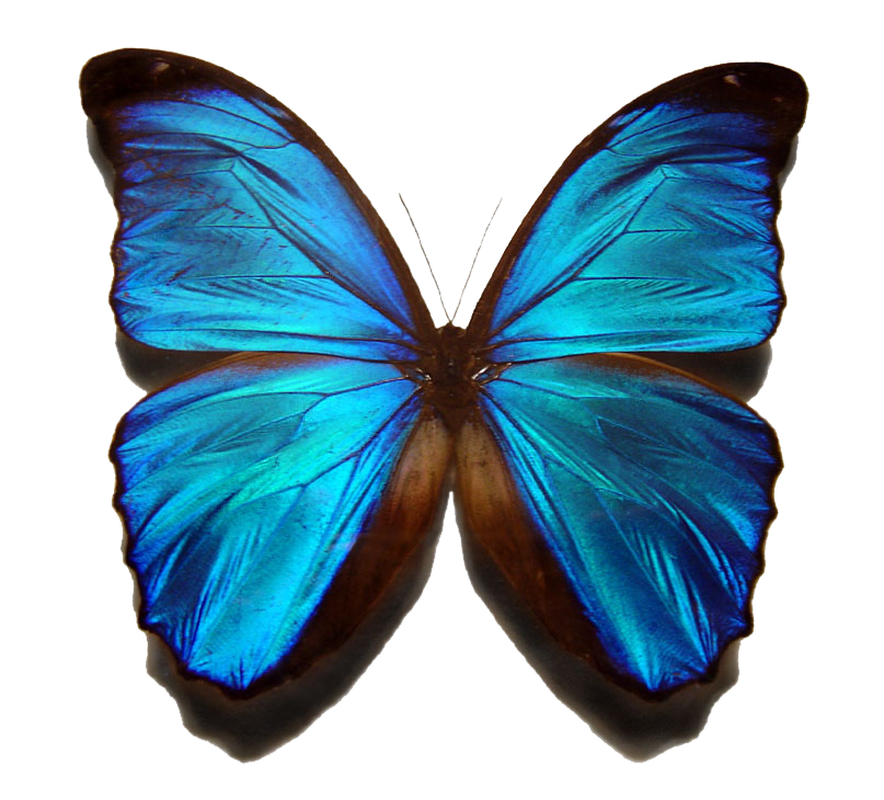 PNG Images: Blue morpho butterfly - PNG transparent see-through ...