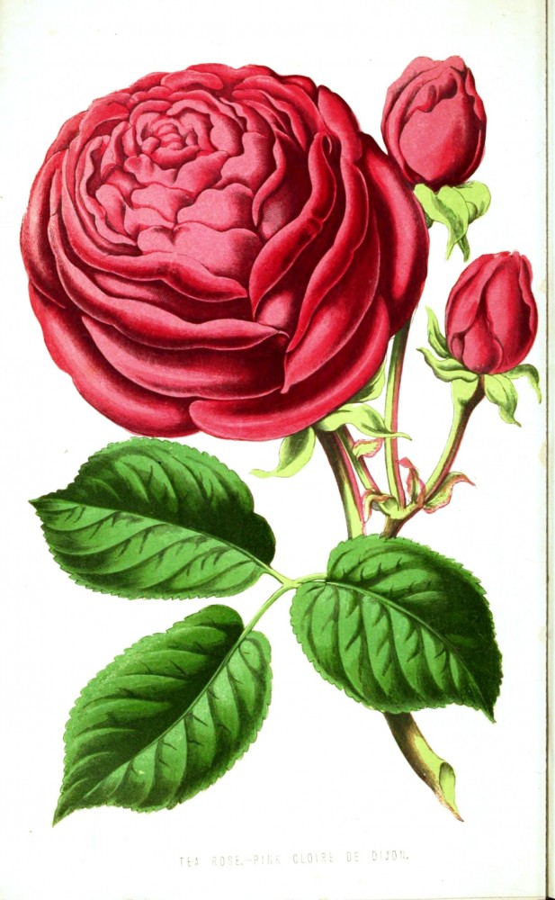 rose garden clip art free - photo #44
