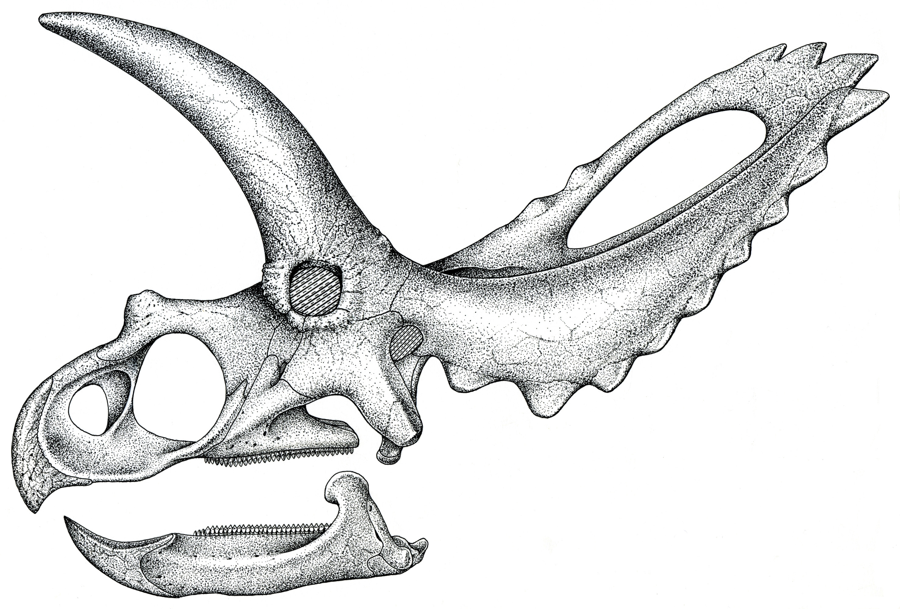 Dinosaur Skull Drawing Images & Pictures - Becuo