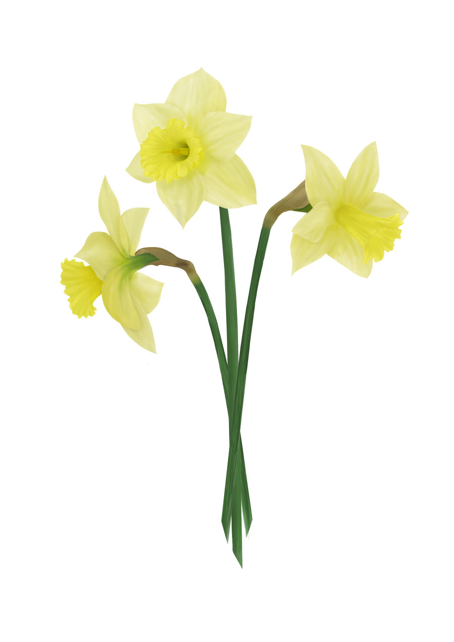 Daffodil Photoshop - ClipArt Best - ClipArt Best