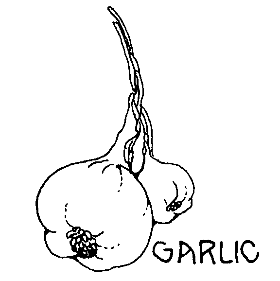 Free Garlic Clipart. Free Clipart Images, Graphics, Animated Gifs ...