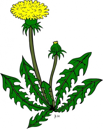 Flower Dandelion clip art - Download free Other vectors