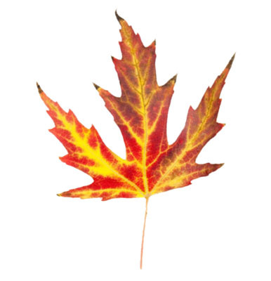 Fall Leaves Border Clip Art Free - ClipArt Best