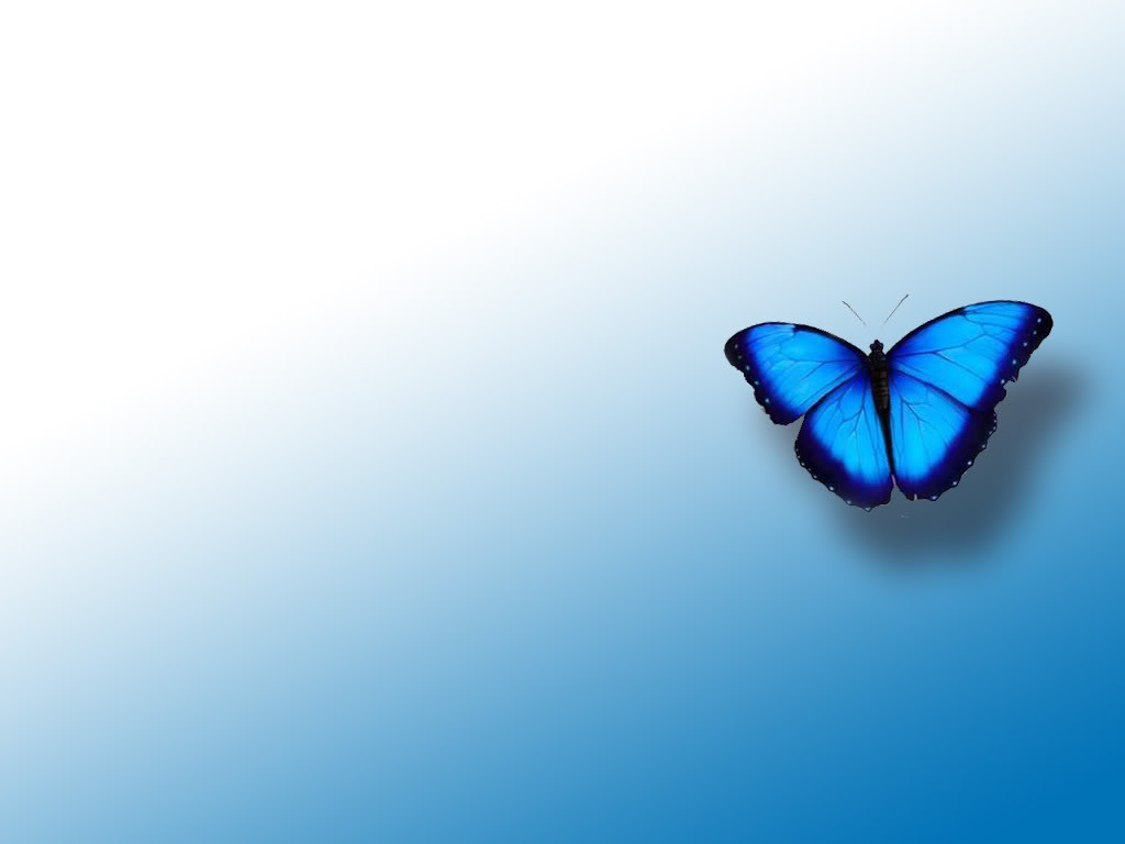 Wallpapers For > Blue Butterfly Backgrounds