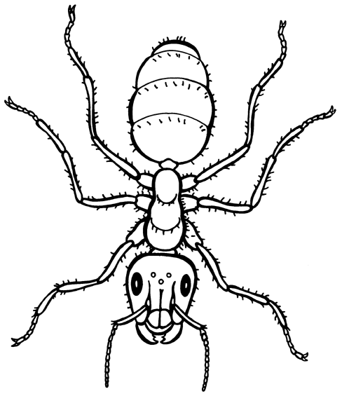 free black and white insect clipart - photo #24