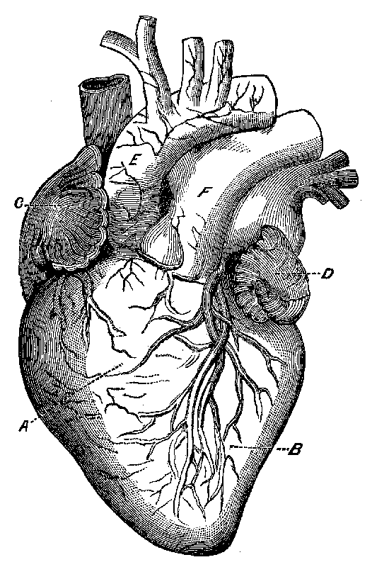 Anatomical Heart | zoominmedical.