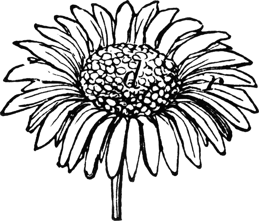 Daisy Line Drawing Images & Pictures - Becuo