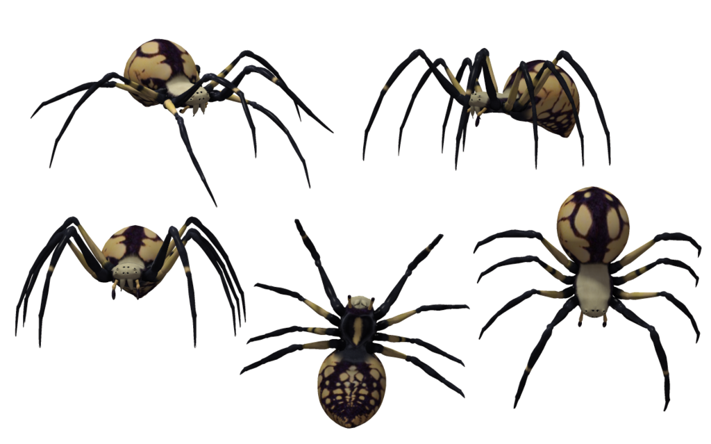 deviantART: More Like Black Widow Spider A 02 by wolverine041269