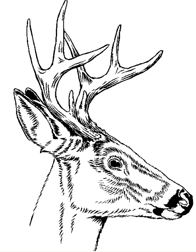 News | Antler-point restriction in effect in 65 Missouri counties ...