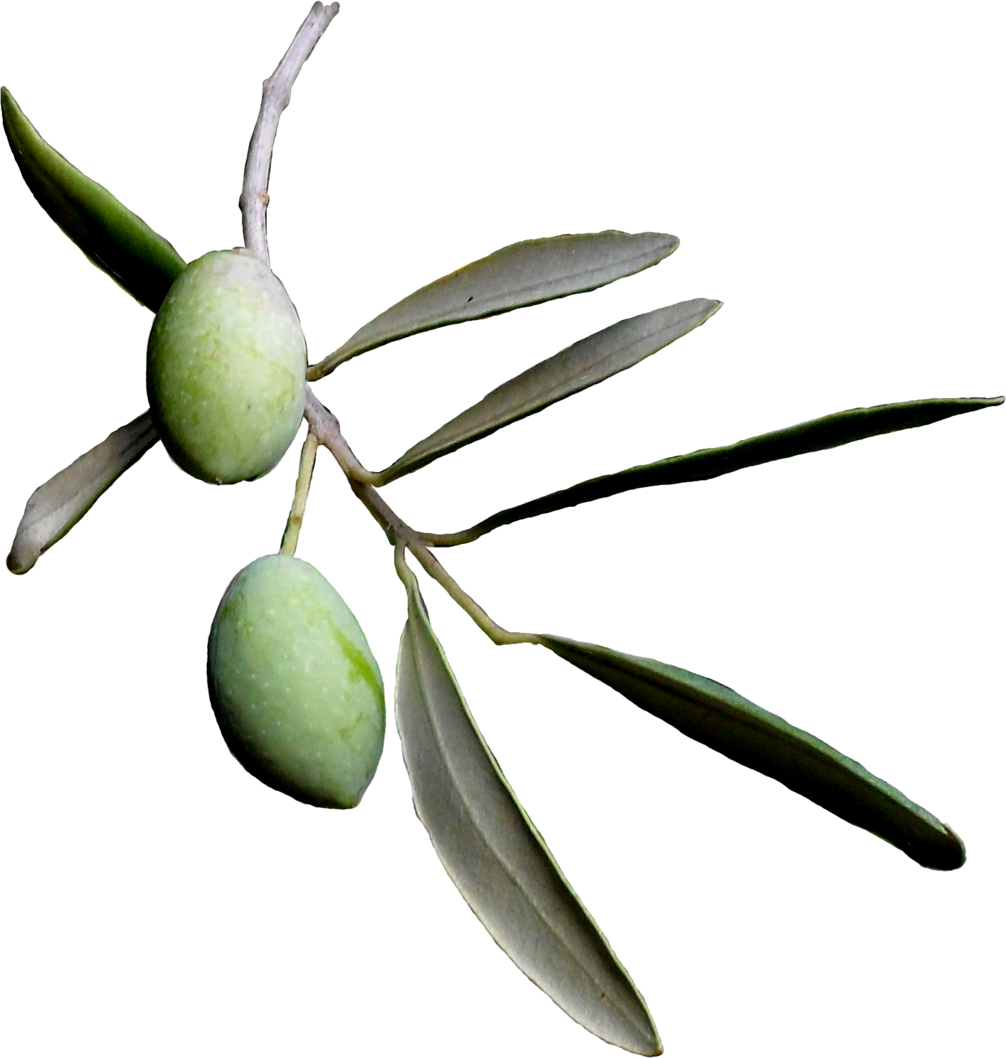 free clip art olive leaf - photo #21