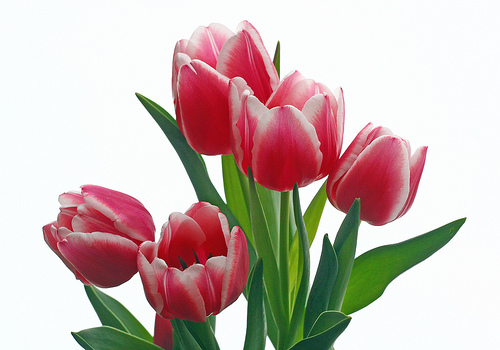 Flickriver: Photoset 'Just tulips' by Muffet