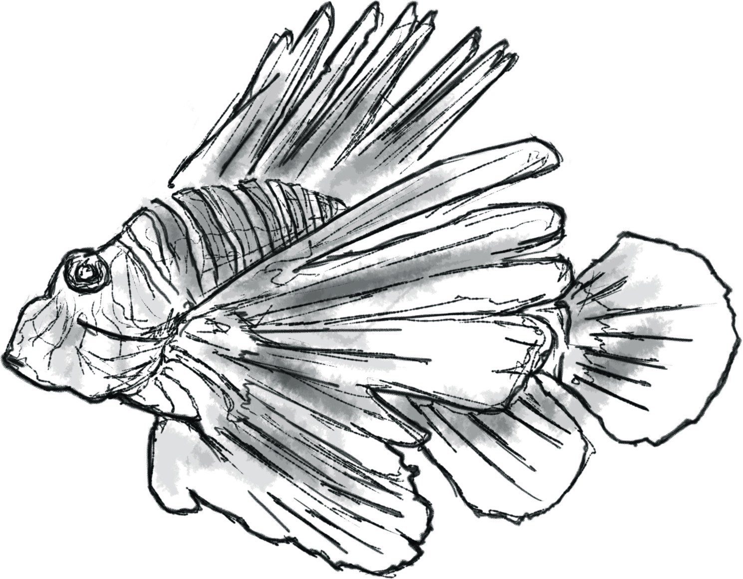 how-to-draw-a-lionfish-step-by-step-cliparts-co