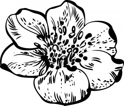 Simple Black And White Drawings Of Flowers images & pictures ...