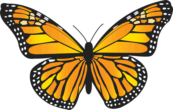 Funeral Butterflies Contact Information-Live butterfly releases ...