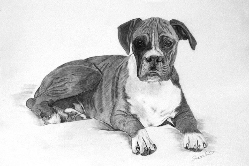 Graphite Pet Portraits and Wildlife Drawings