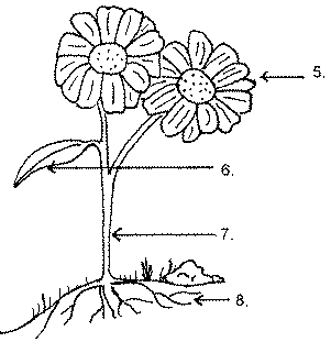 Free coloring pages of parts of the plant