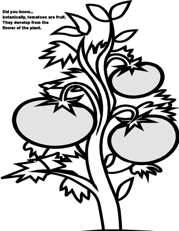 tomato plants Colouring Pages