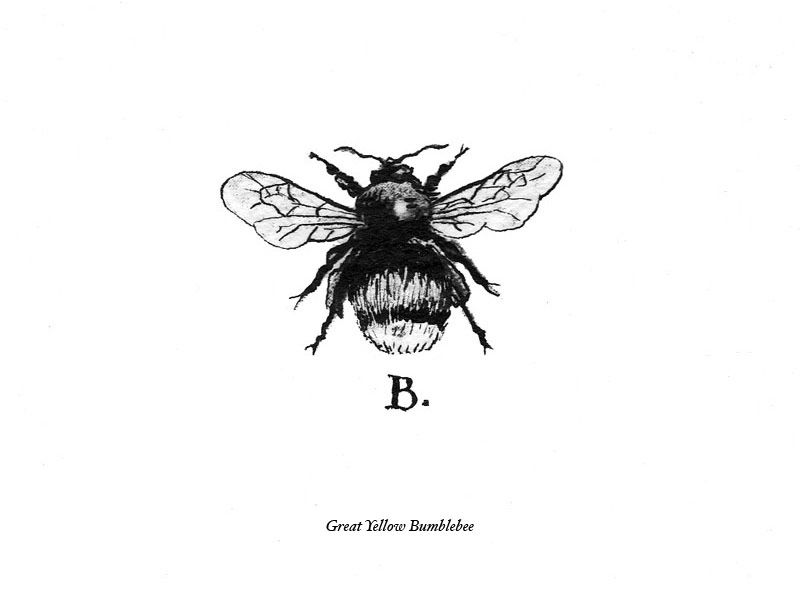 Bumble Bee Drawing - Gallery