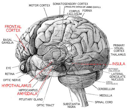 brain diagram On CureZone Image Gallery