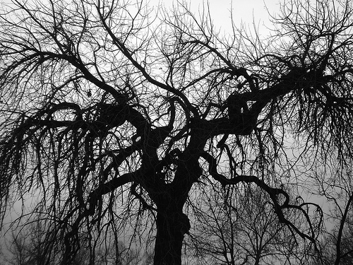 Scary Tree | Flickr - Photo Sharing!