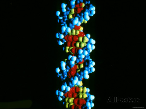 DNA Double Helix, Deoxyribonucleic Acid Photographic Print at ...
