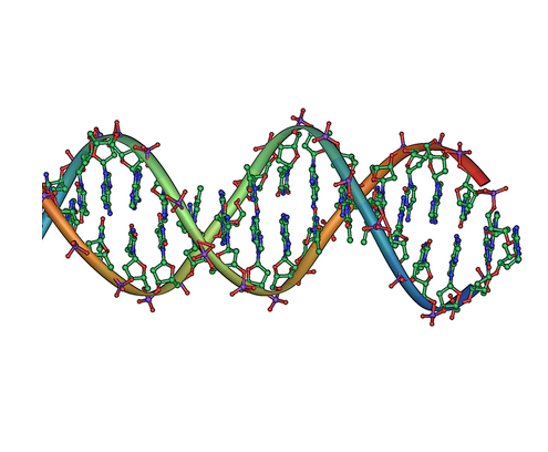 File:DNA double helix horizontal.png - Wikimedia Commons