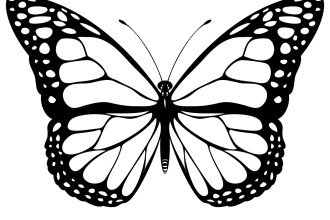 Monarch Butterfly Drawing Black And White - Gallery