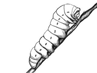 How To Draw A Caterpillar ~ Draw Central | dibujo | Pinterest