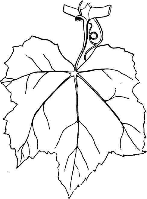 Leaf-of-the-Iona.jpg
