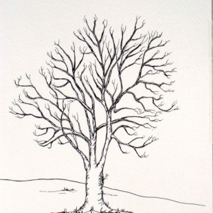 drawings Archives - Friends and Family Trees