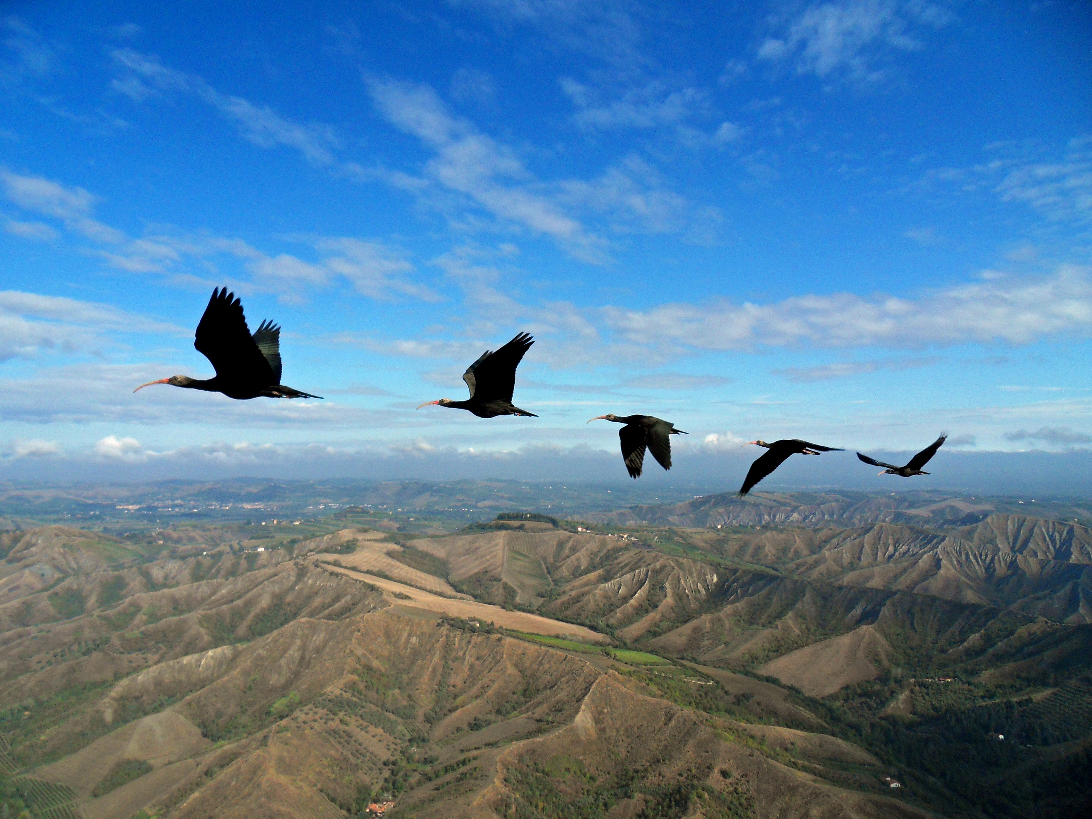 Why Bird Fly In A V-Formation - Business Insider