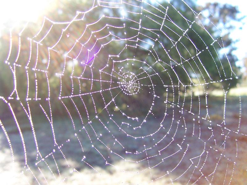 Spider Web Facts: Silk Properties and Purpose of Different Webs of ...