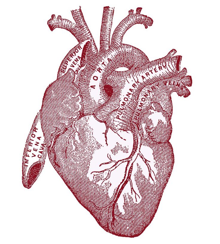 Anatomical Heart | Corazón | Pinterest