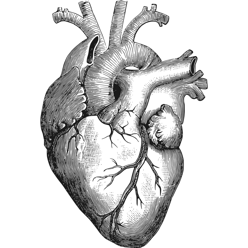 Clipart - Anatomical Heart
