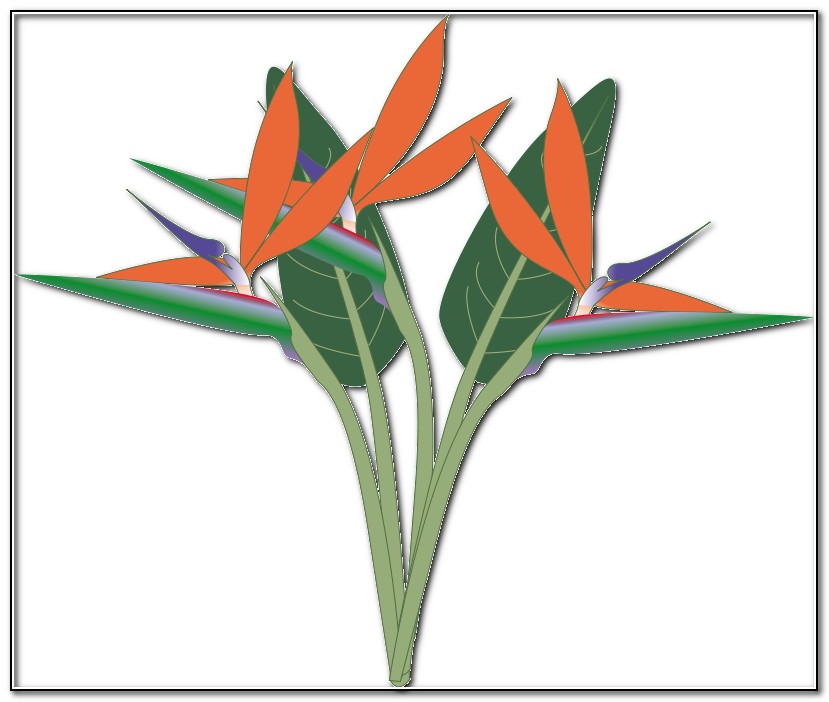 Bird Of Paradise Flower Clip Art - Flower : Tree Pictures Ideas ...