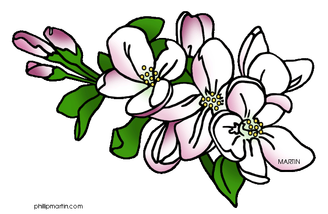 apple blossom clip art free - photo #3