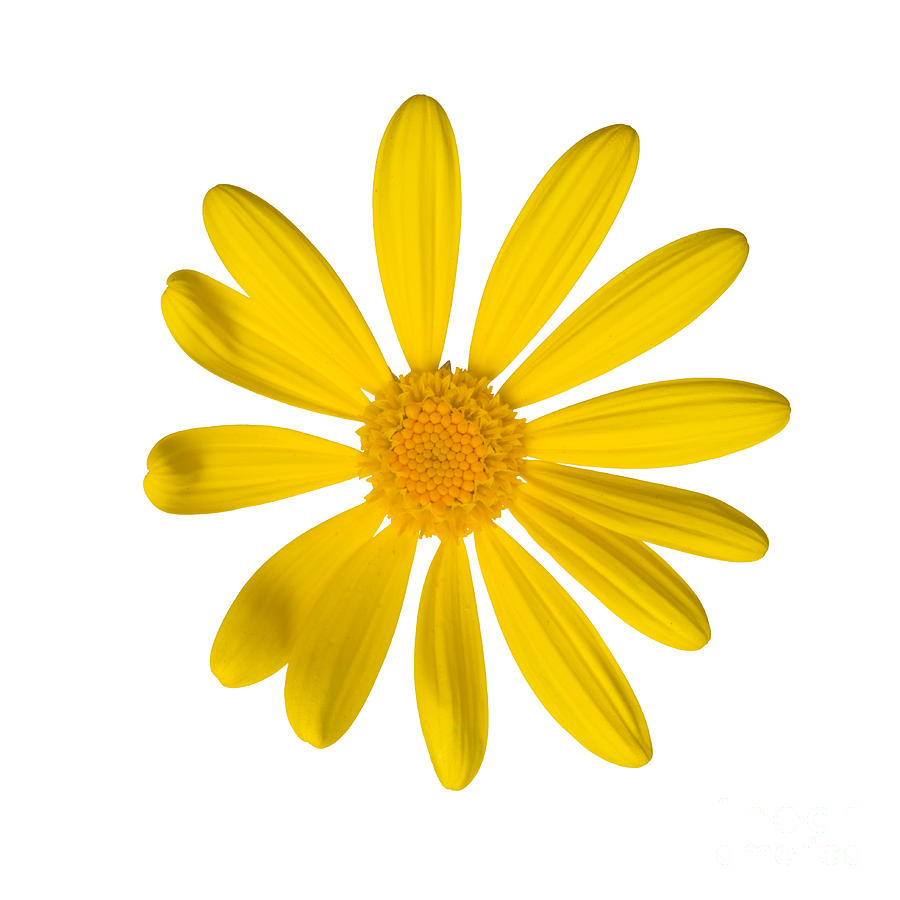 Yellow Daisy by Ei Katsumata - Yellow Daisy Photograph - Yellow ...