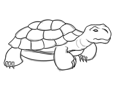 How To Draw A Tortoise | KalaaLog