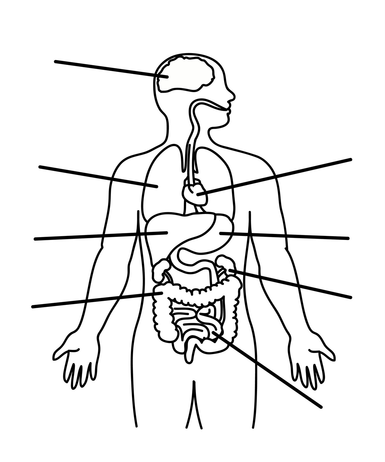 Outline Of The Human Body Printable 9000