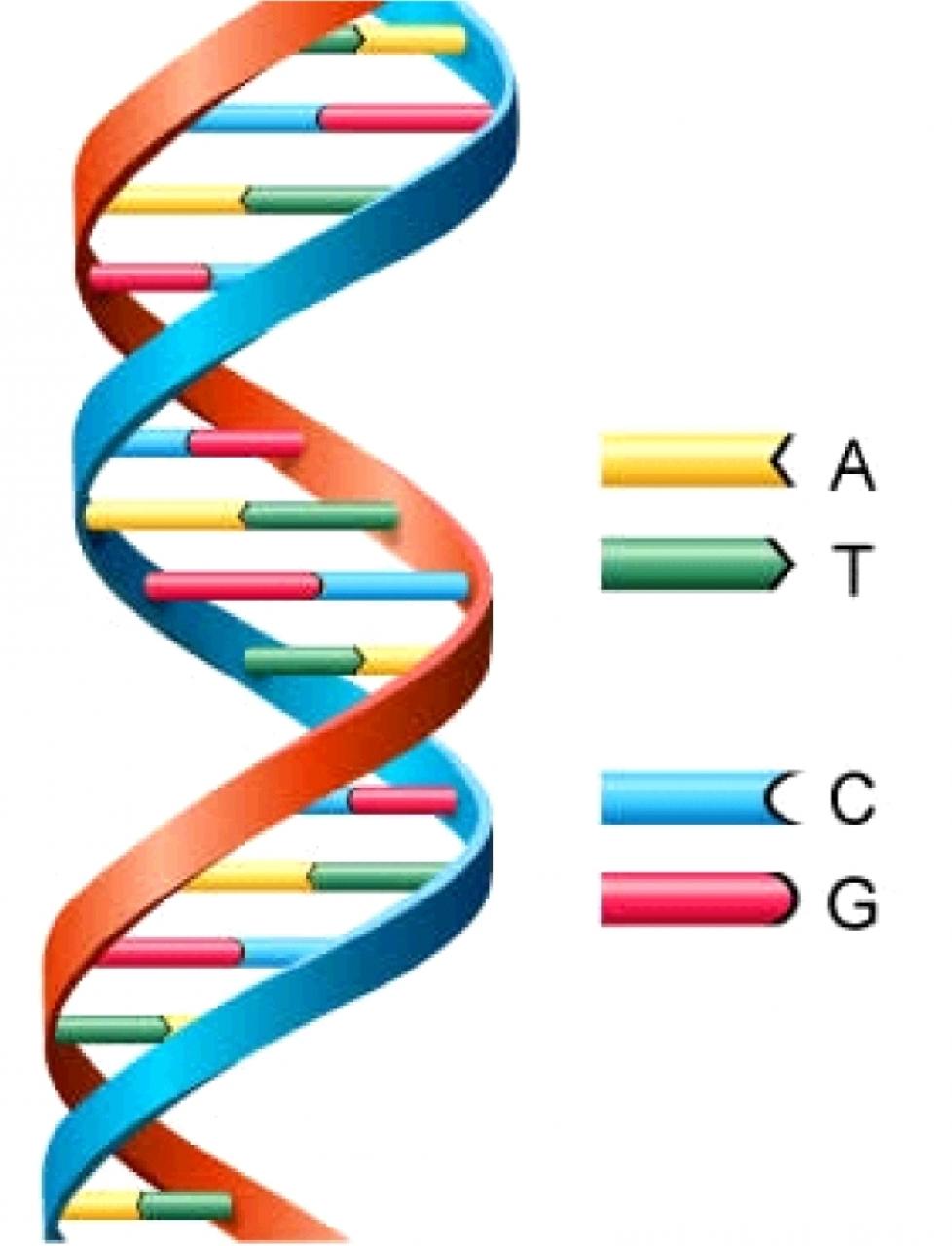 Images For > Dna Helix Vector