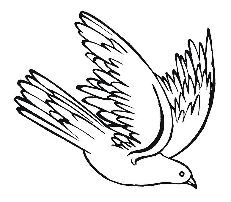 Pigeon Clip Art Images