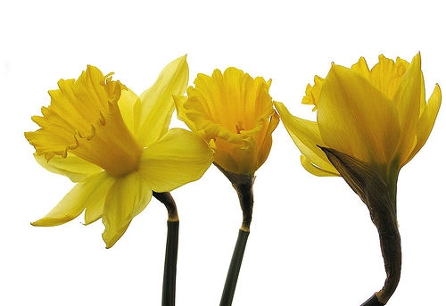 Flickriver: Photoset 'Just Daffodils' by Muffet