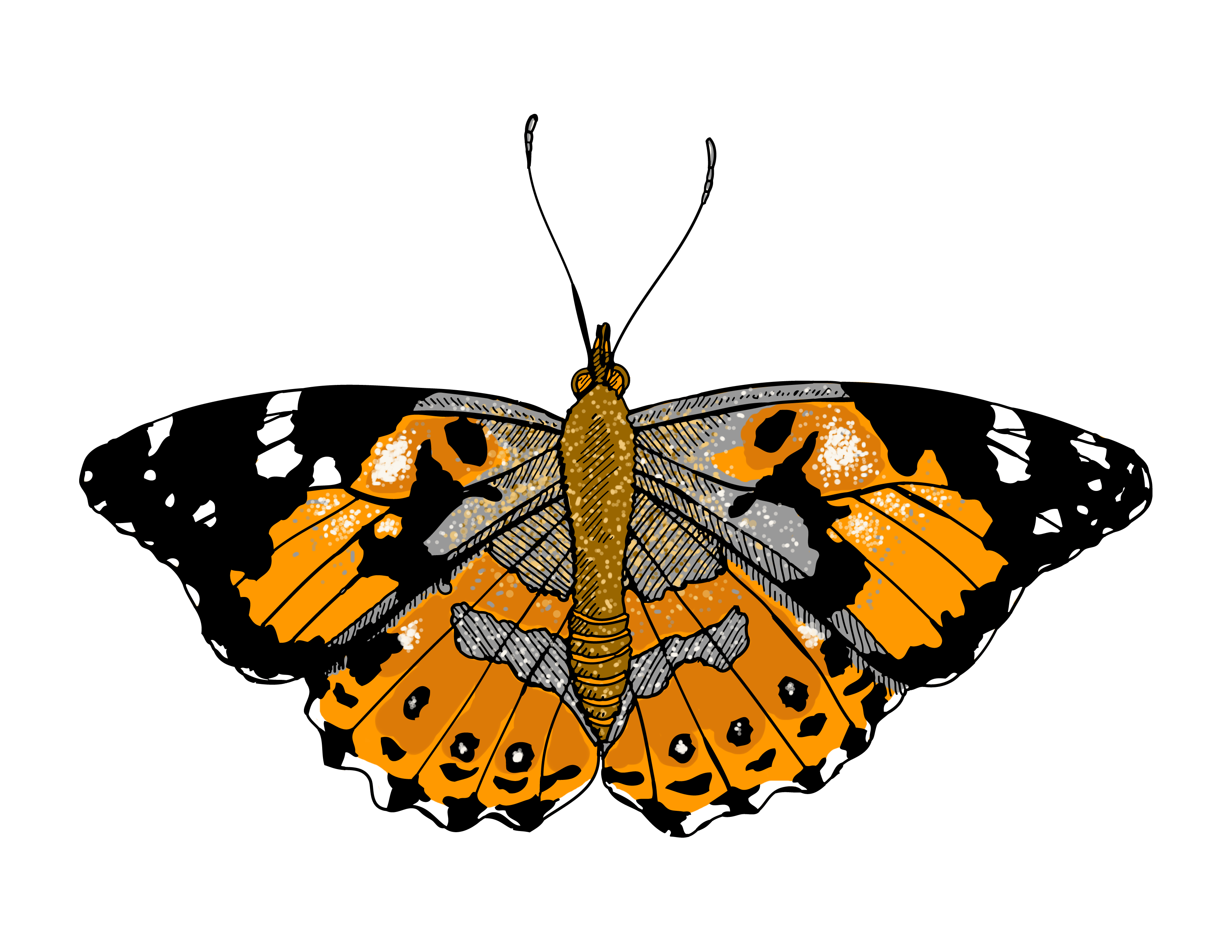 Painted Lady Butterfly – Illustrated | One Illustration A Day ...