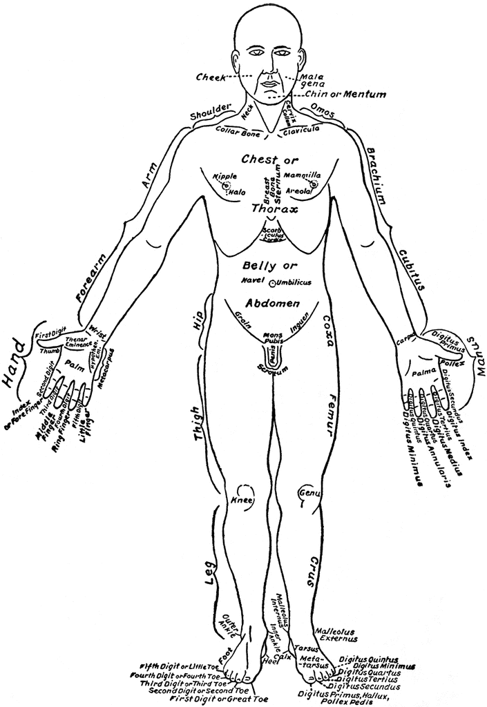 Front View of the Parts of the Human Body Labeled in English and ...