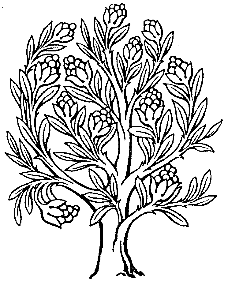 clip art line drawing of a tree - photo #25