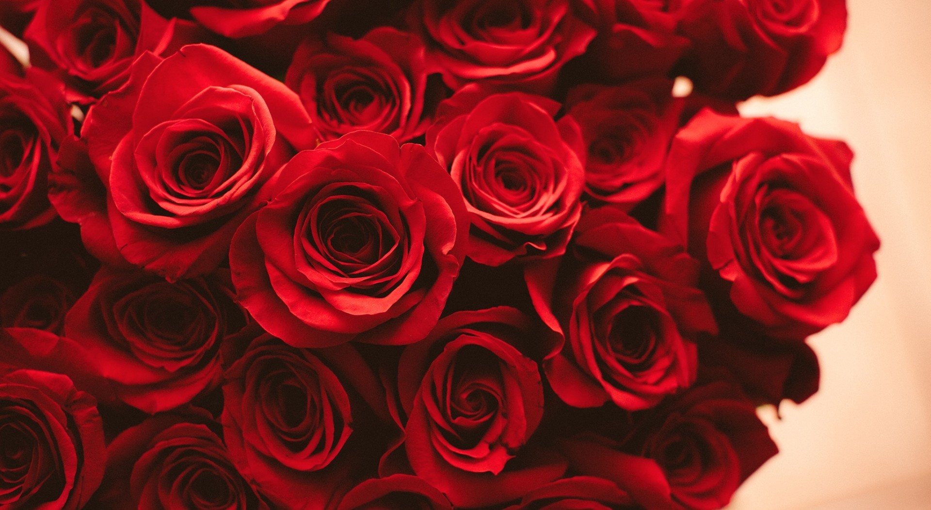 Roses - Flowers Photo (34758621) - Fanpop