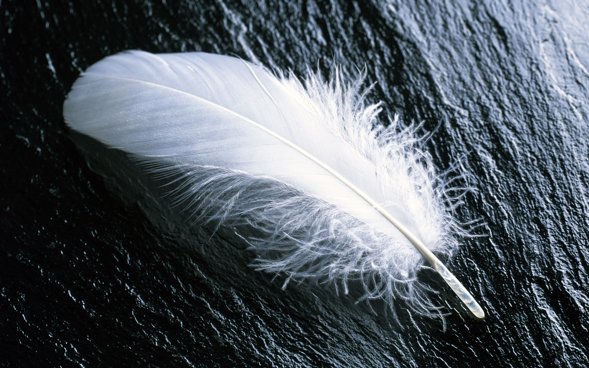White feathers wallpaper | Wallpaper Wide HD