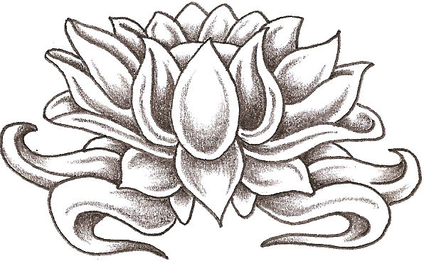 Lotus Flower Drawing - Gallery