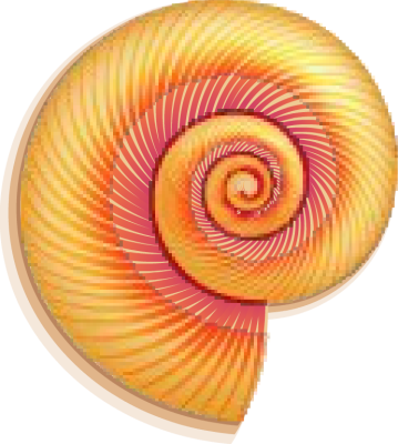 Colorful Nautilus Shell - Free Clip Arts Online | Fotor Photo Editor