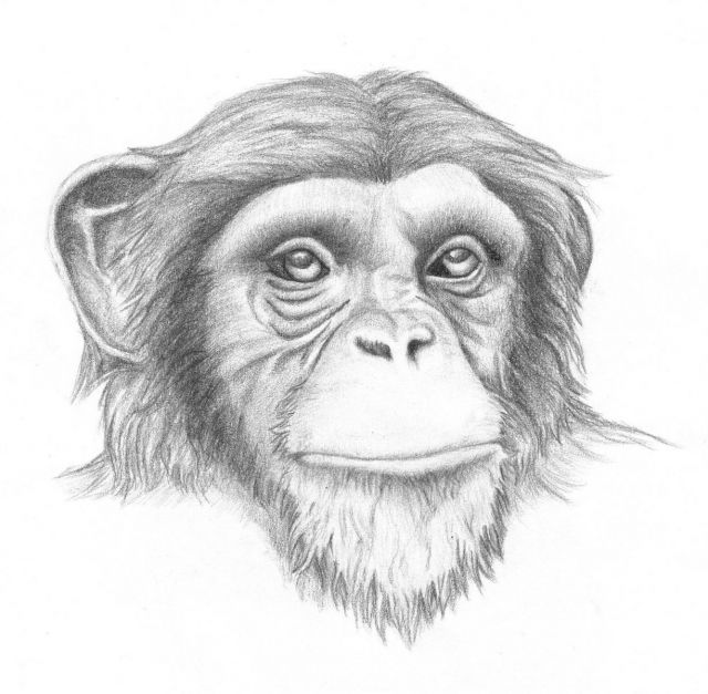 MONKEY DONE WITH #2 PENCIL - DRAWINGS & FAKE SKIN TATTOOS - Tattoo ...